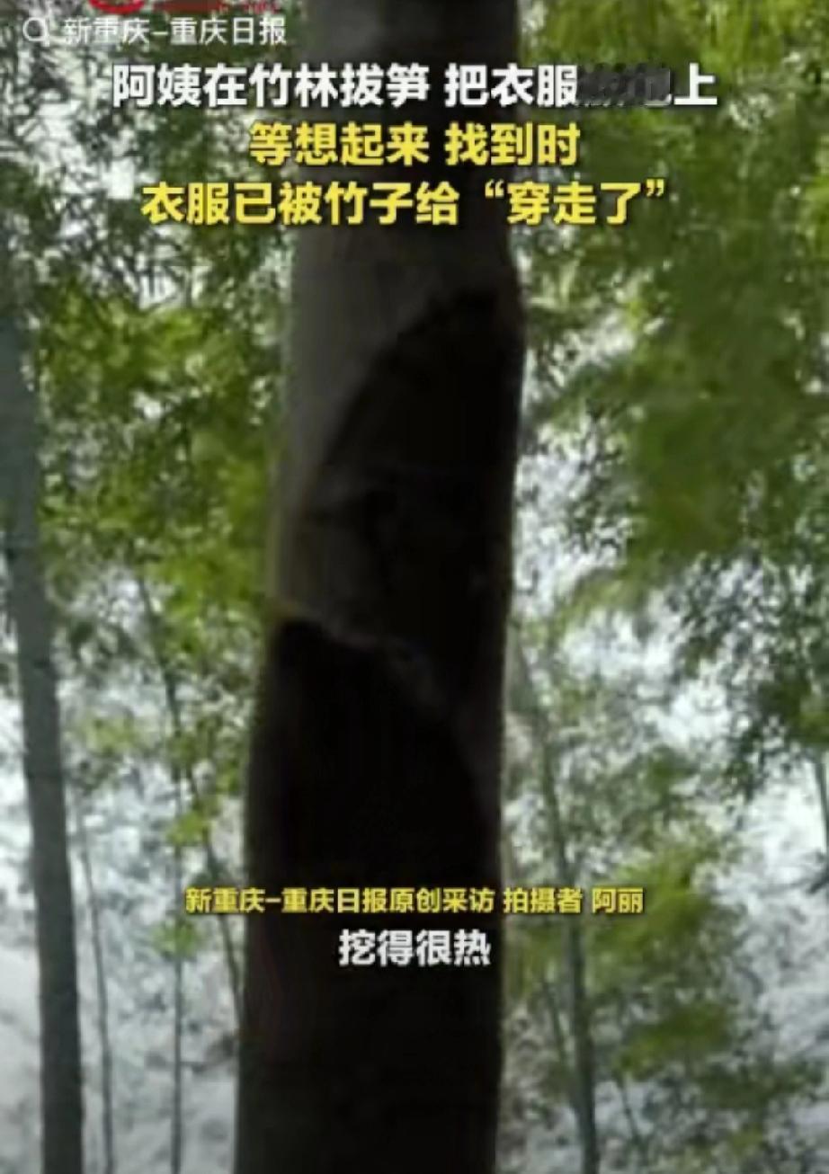 一阿姨在竹林挖笋，挖了一会有点热了就把外套脱了，随手放在了地上，回家时就忘了，没