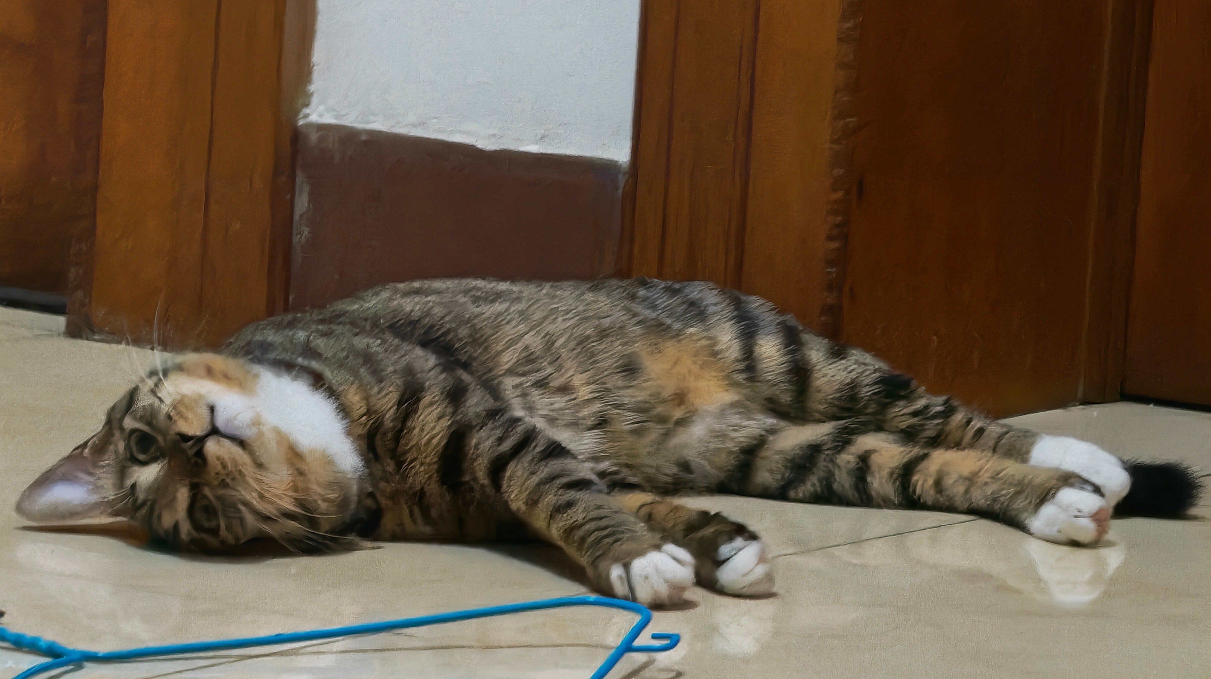 拜托不要再对小猫咪冷冰冰啦😖生活手记​​​
