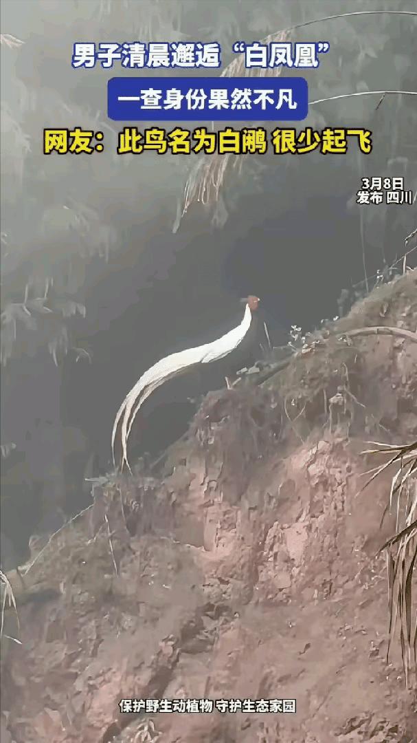 解释不清了，四川，一男子清晨开车进山，突然看见远处树林里出现一个白色的身影，他立