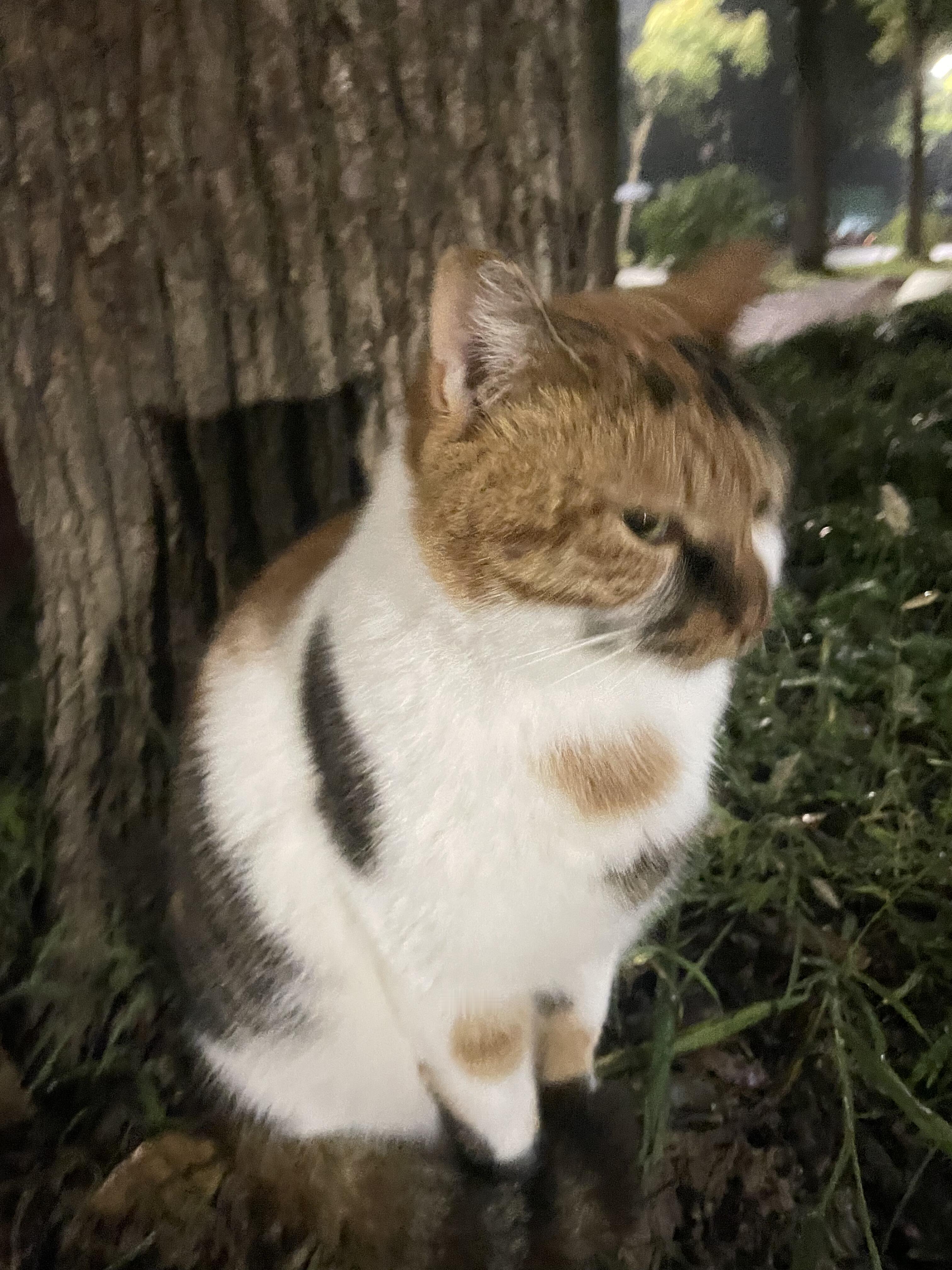 咪：又干嘛？！人：带你去吃小鱼干自助餐咪：真的喵？