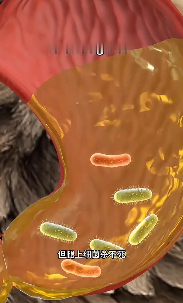 把排泄物浇到腿上？秃鹫这套“重口味护肤”，其实是在救命一只秃鹫落在腐烂动物旁