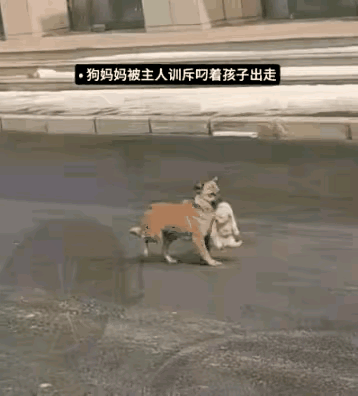 一只狗子被主人训了几句，委屈得不行，转头叼起自家幼崽就离家出走。主人怕它跑丢，骑