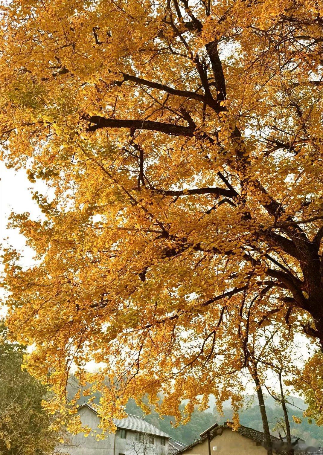这个真的不能多吃但是又很好吃跟那个蛋糕一样感觉做这些的人太厉害各种颜色调和关键一