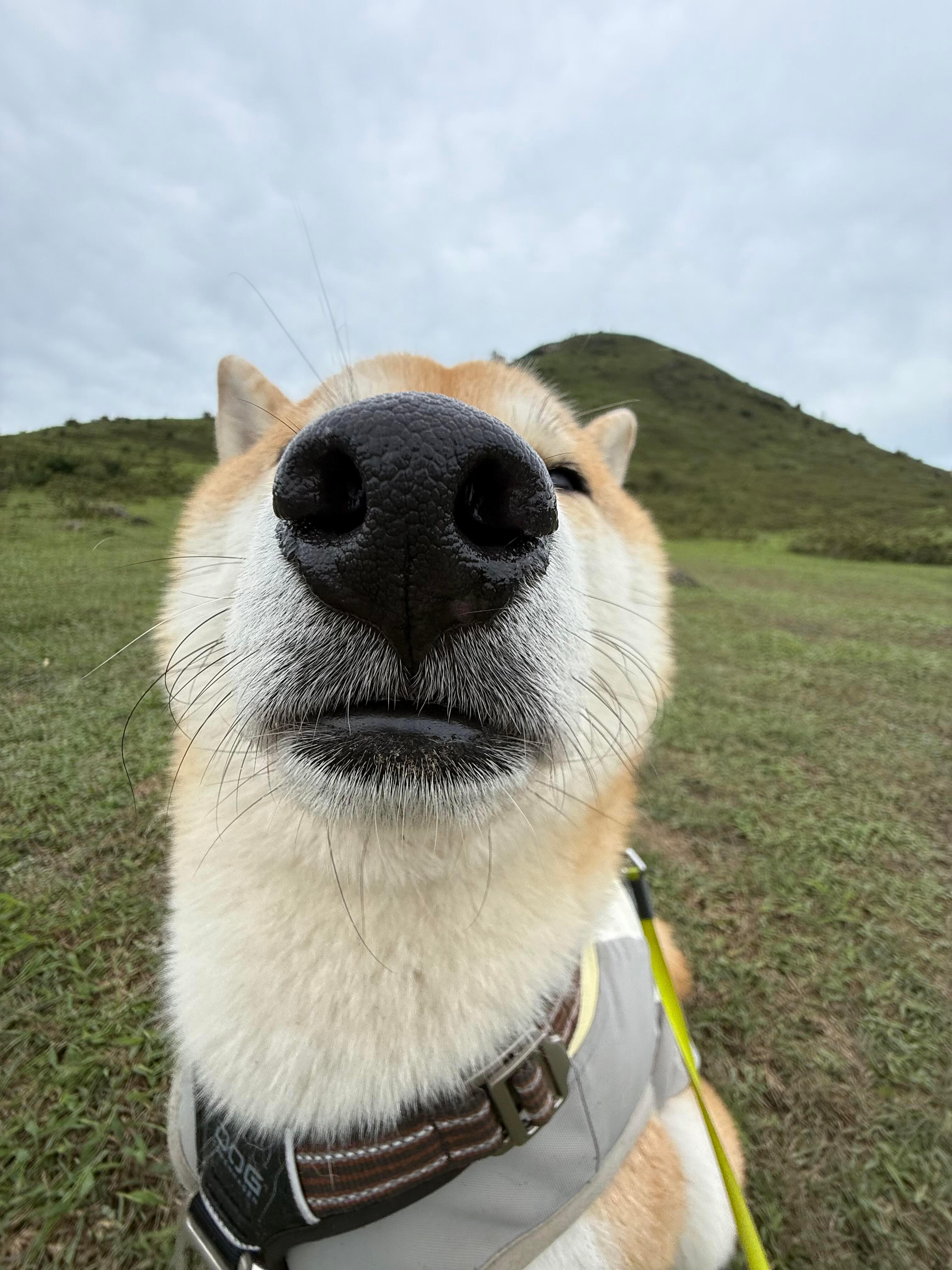 修狗的狗生是旷野​​​
