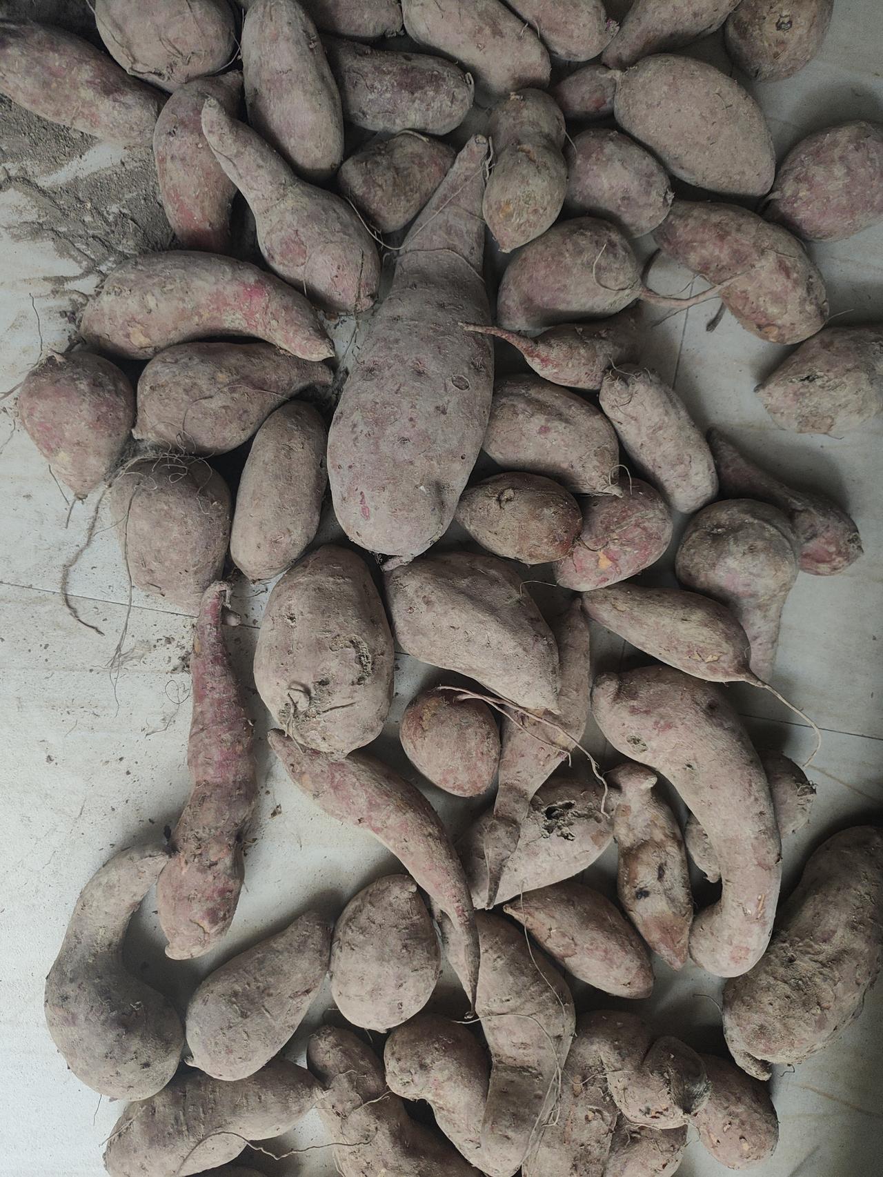 爱吃红薯！可却为了保存红薯发愁了。亲戚给了一堆的红薯，我很爱吃，蒸啊煮啊，