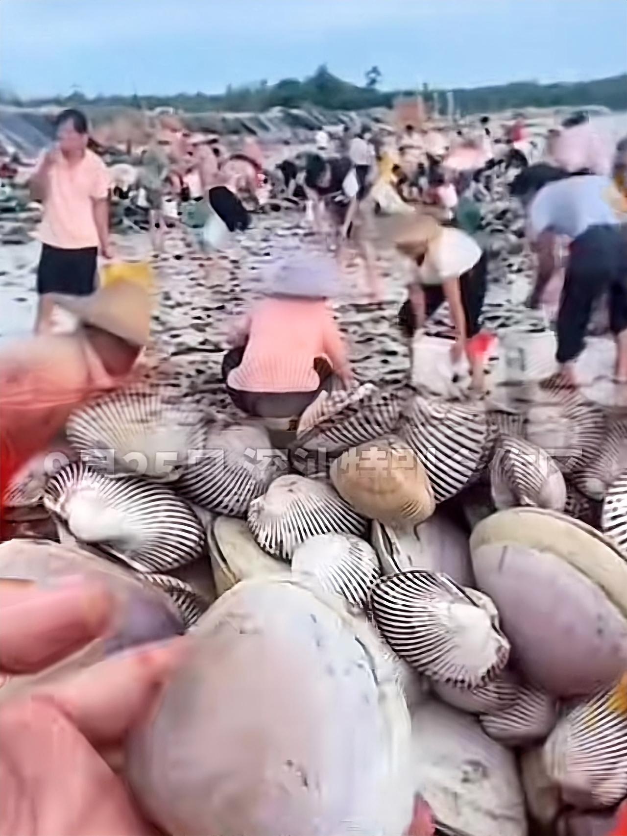 台风刚走，福建海滩就“炸”了！麻麻‮密密，鲜海是都地遍后朝退像给沙滩铺了层