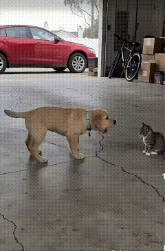 小黄：我刚才是在逗它玩呢[捂脸哭]