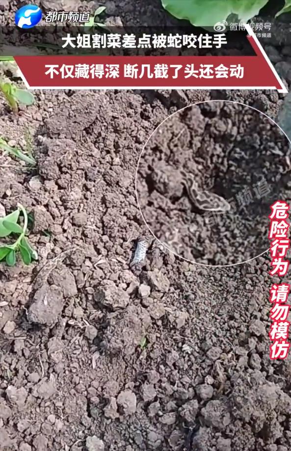 太恐怖了！安徽，一女子在自家菜地割菜，当她伸手拨开菜叶时，发现一条小蛇盘踞其中，