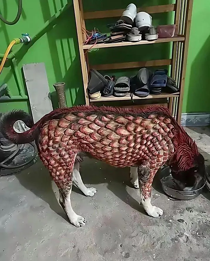 去理发看看理发店老板真是个人才，把他家狗狗给染成这个颜色，还给做了个造型，还真是