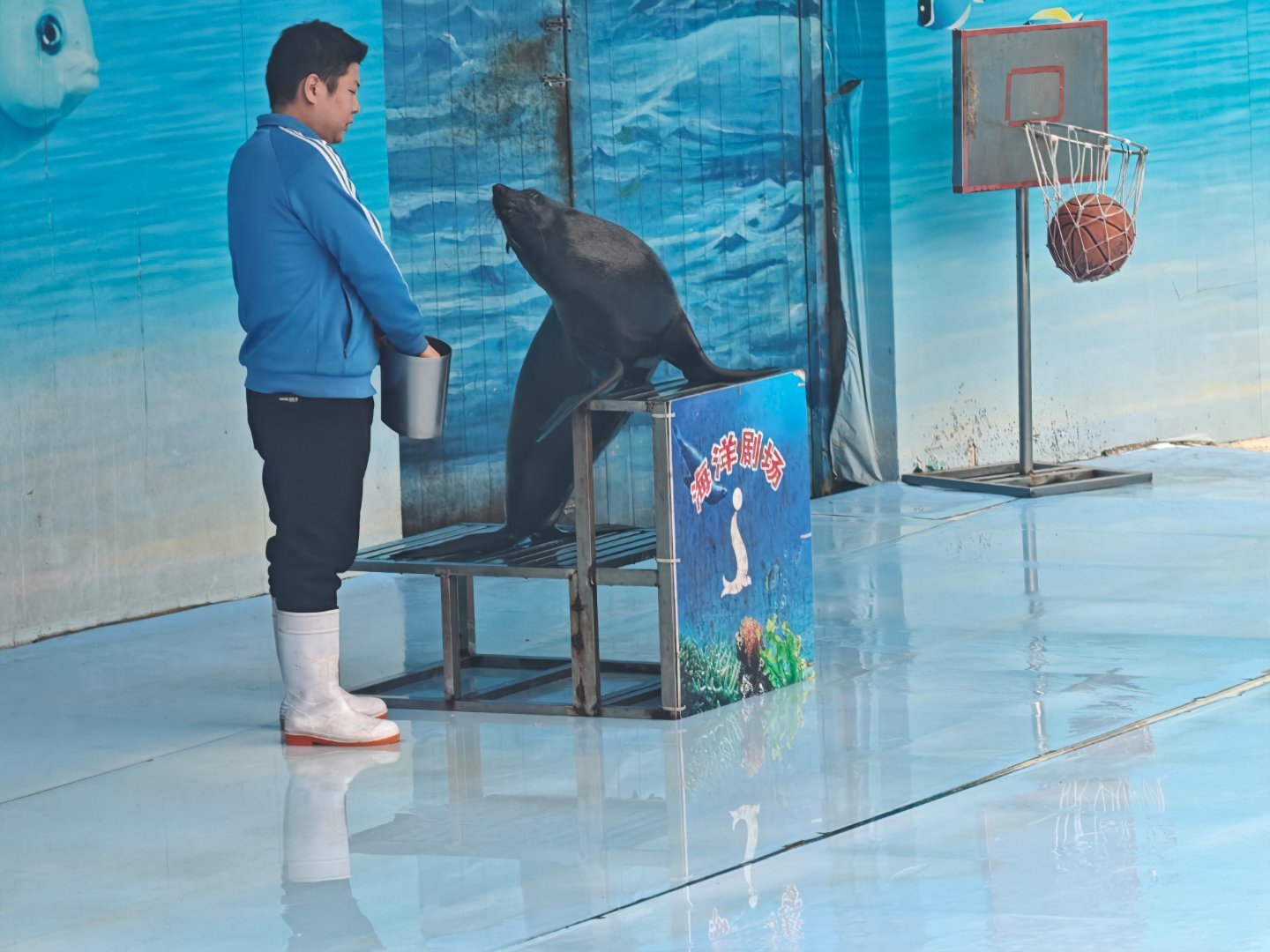 这是海狗吗?