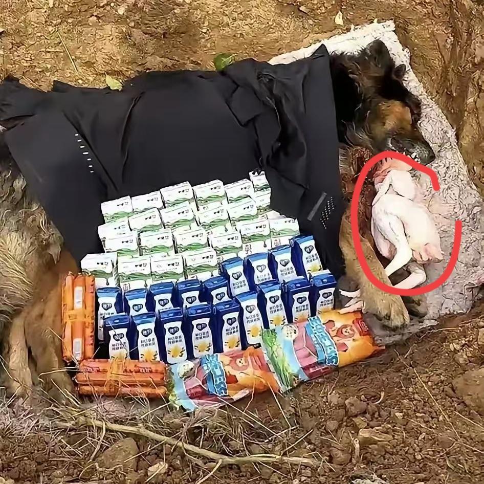 心爱的狗狗死了河南大哥给狗狗“厚葬”四包火腿肠、两箱牛奶再加只大公鸡，真的是