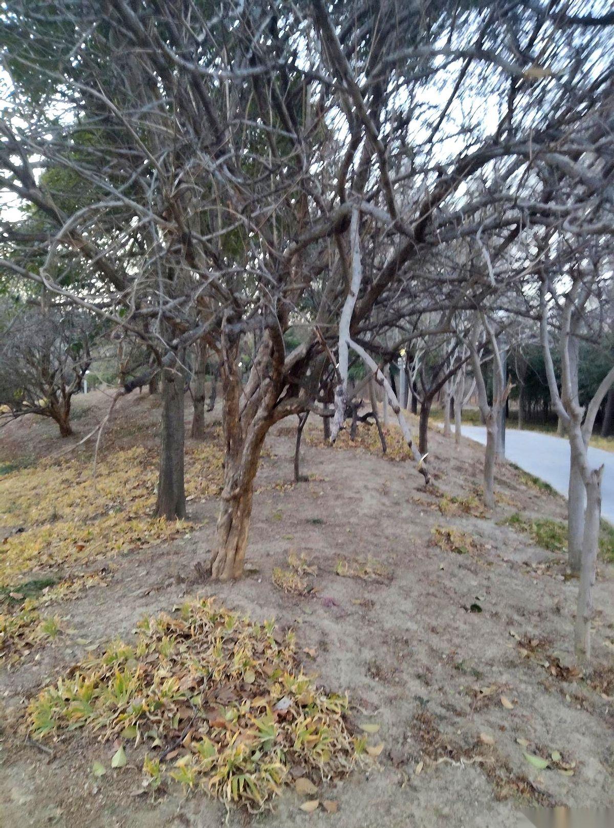 村里头有块地，谁家盖房都绕着走。是个洼地，一下雨就汪着一片泥水，村里人私下都说