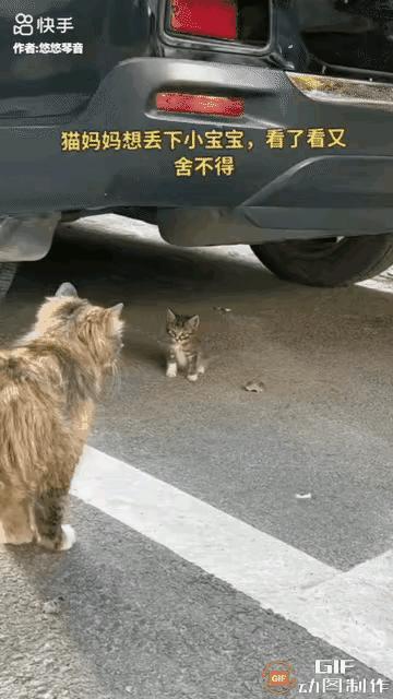 母爱是伟大的！晚上准备开车时遇到件怪事。停车场角落里，一只母猫老是在铁皮和水泥