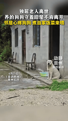 泪目了！贵州石阡，一独居老人突然离世，老人养的狗狗却守着旧屋久久不肯离开，附近邻