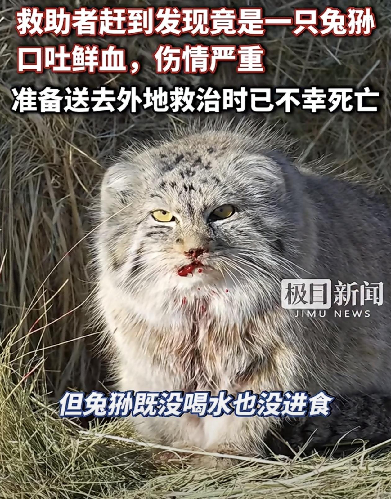 锡林郭勒出现兔狲，已不幸死亡！今天刷到内蒙古锡林郭勒盟苏尼特左旗洪格尔苏木