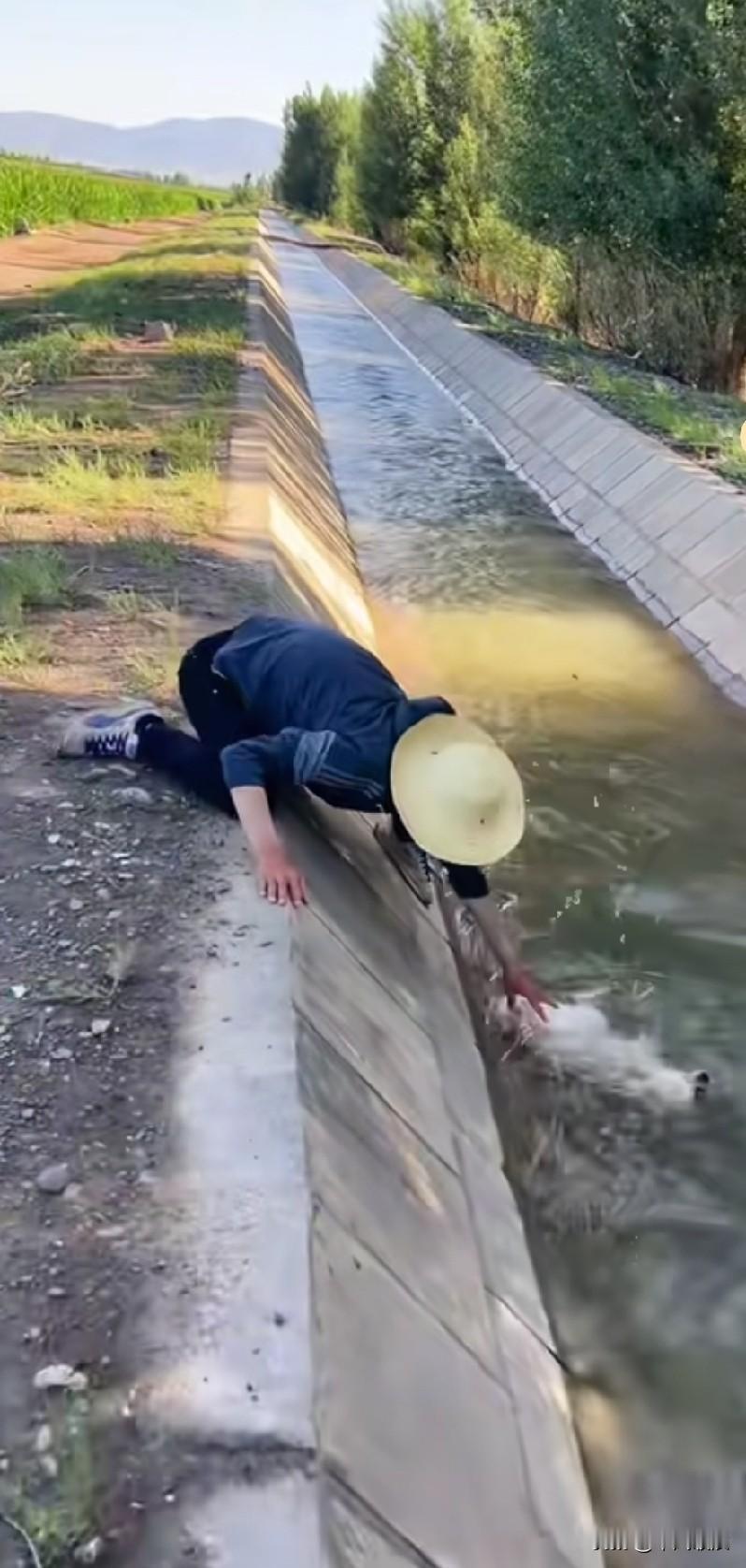 一位农夫大爷救渠道里面的狗狗，渠道水流川急，两边是斜坡光滑，小狗一直被水流往下冲