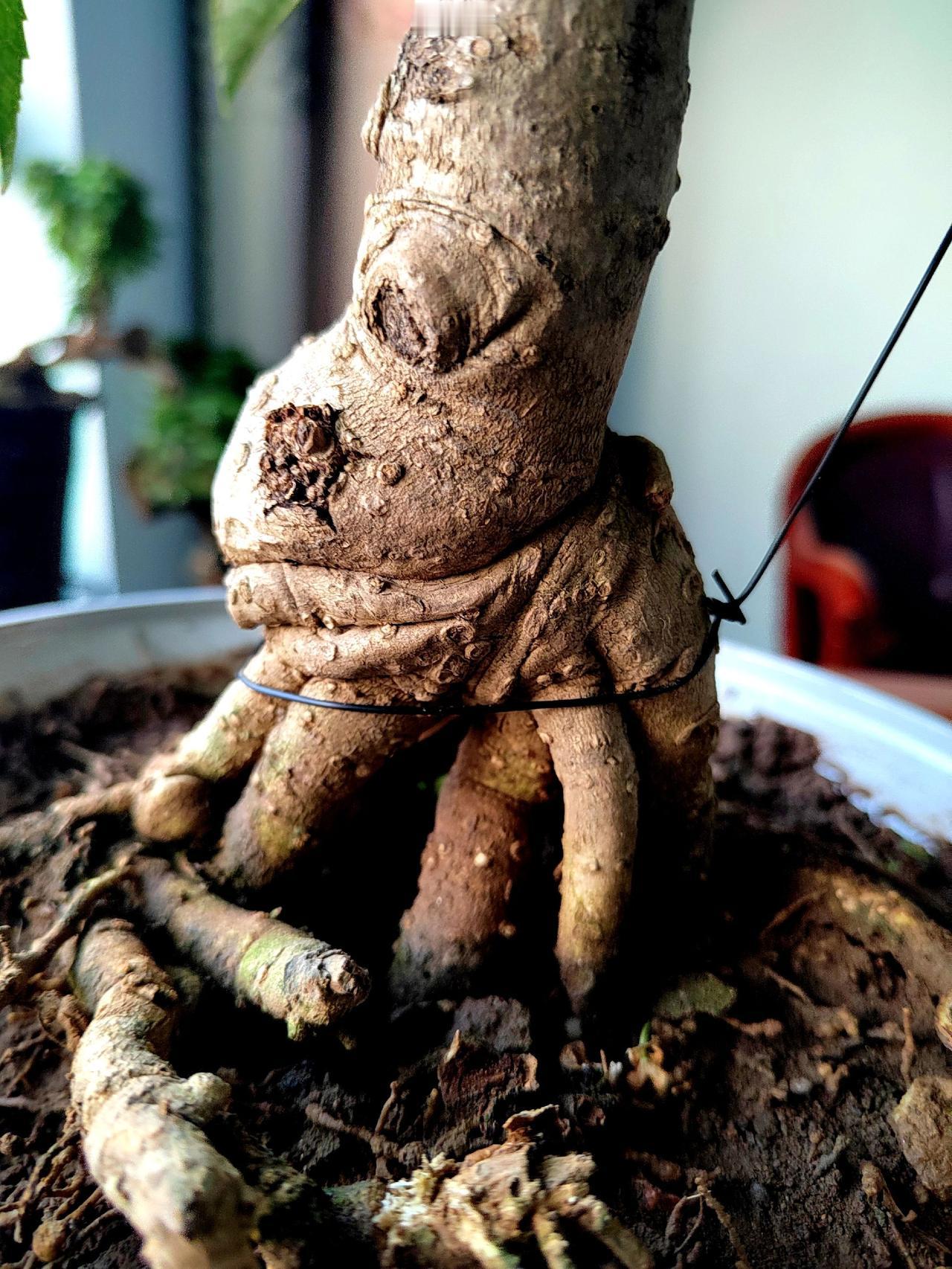 创作者中心创作灵感盆景艺术