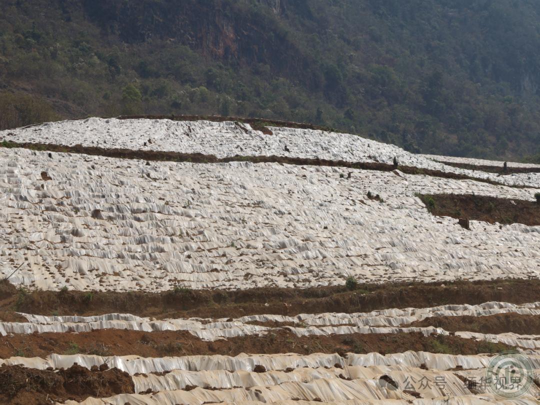 缅北地区的甘蔗种在大斜坡上！老甘蔗还没有收完，新甘蔗又种上了。大家看到这些半