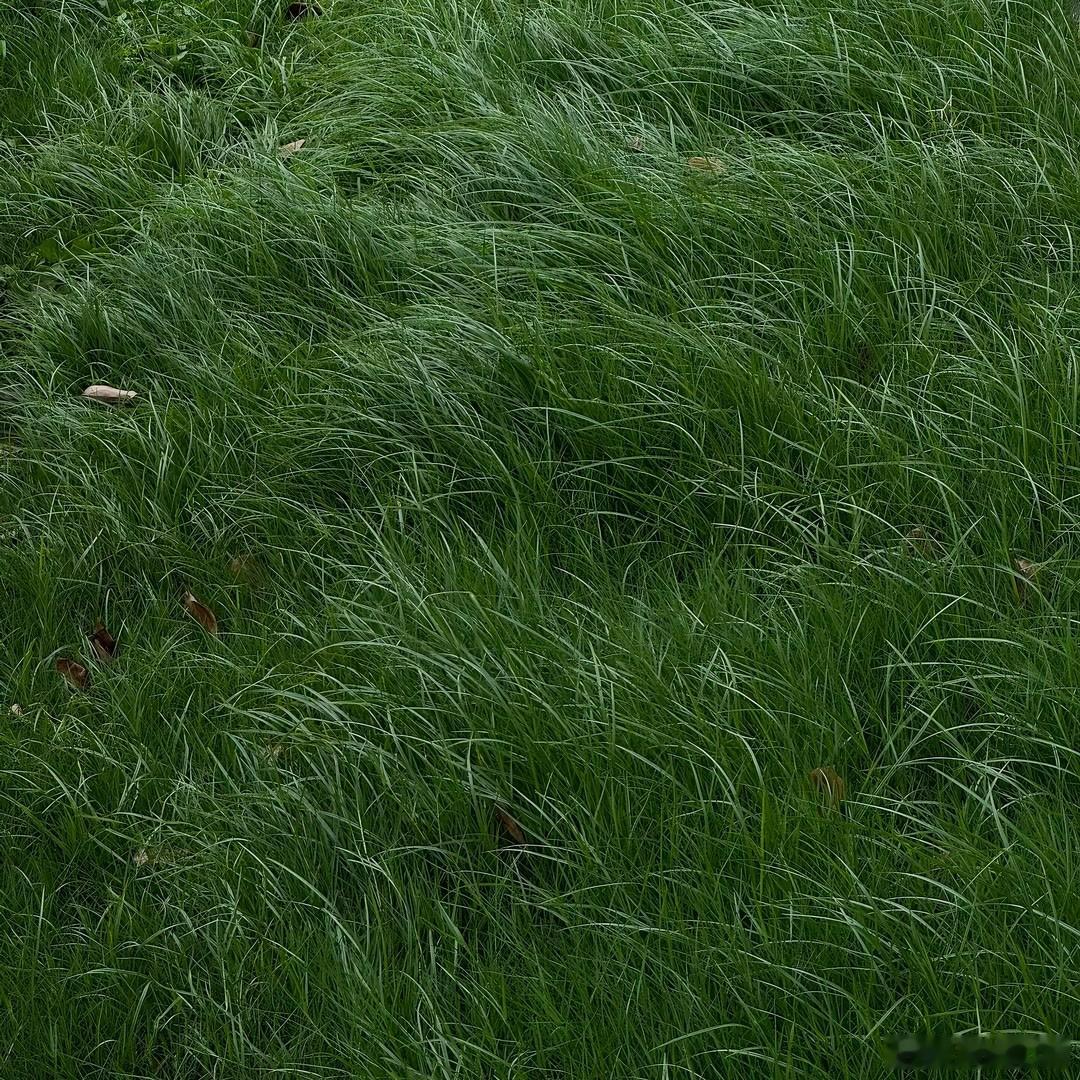 石榴树种植方法选地与土壤•环境要求：石榴树喜阳光充足、通风良好的环境，耐寒耐旱