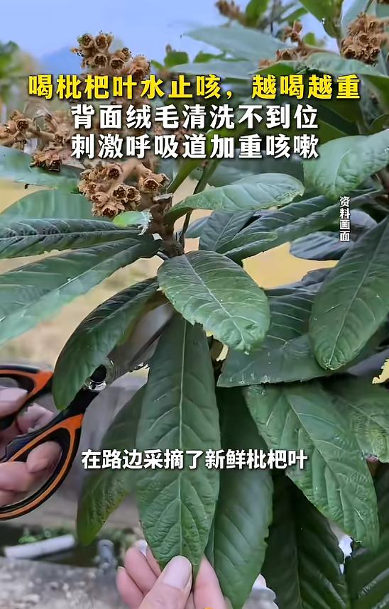 悲剧还是发生了！浙江杭州，一40岁男子入夏后反复干咳，听邻居说枇杷叶煮水管用，便