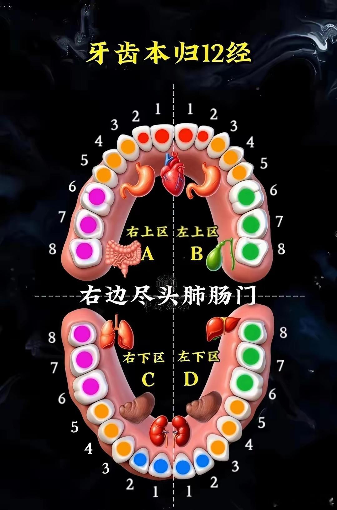 牙齿本归12经哪里疼来哪里寻上四属心下四肾两侧上下脾胃根左边镜头查肝胆右边镜头肺
