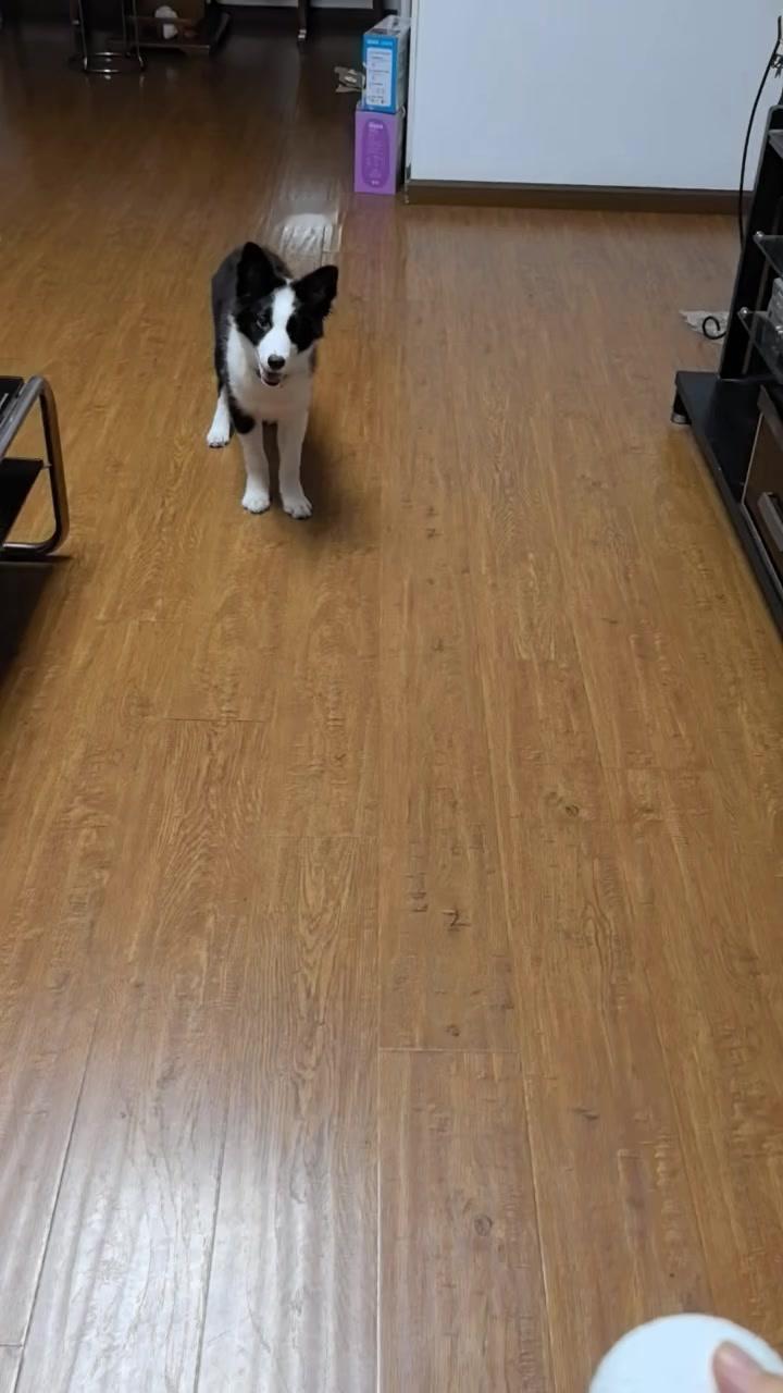 边牧玩弹力球太会了！🐾小边牧刚拿到弹力球，没一会儿就玩得超熟练～它叼着球跑来