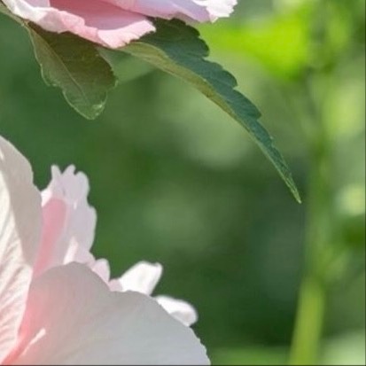 0000木槿花种植方法1.栽培方式：园土+腐叶土+河沙，疏松透气中性土壤；根系