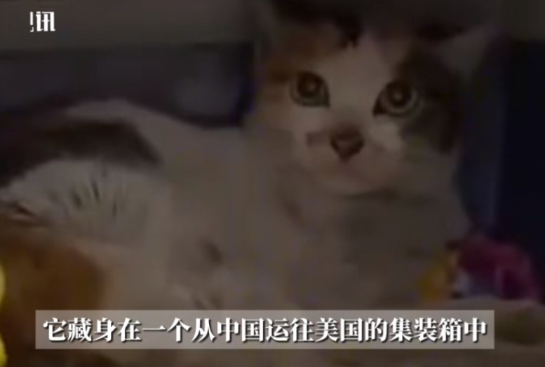 “不愧是祖宗严选！”近日，一只咱中国的田园猫，在没有水、没有粮、没人搭理的集装箱