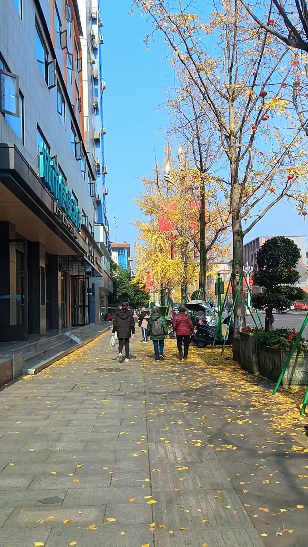 冬日暖阳里，洪雅人民路的银杏真的美到失语。金黄的叶子在阳光下闪闪发光，像撒了一地