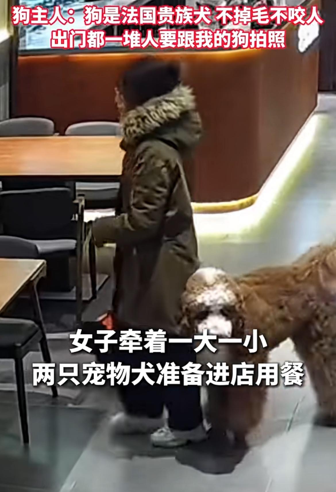 “我的狗是法国贵族犬”女子带着两只狗准备进餐厅用餐，店长看到后，当心吓到客人，于