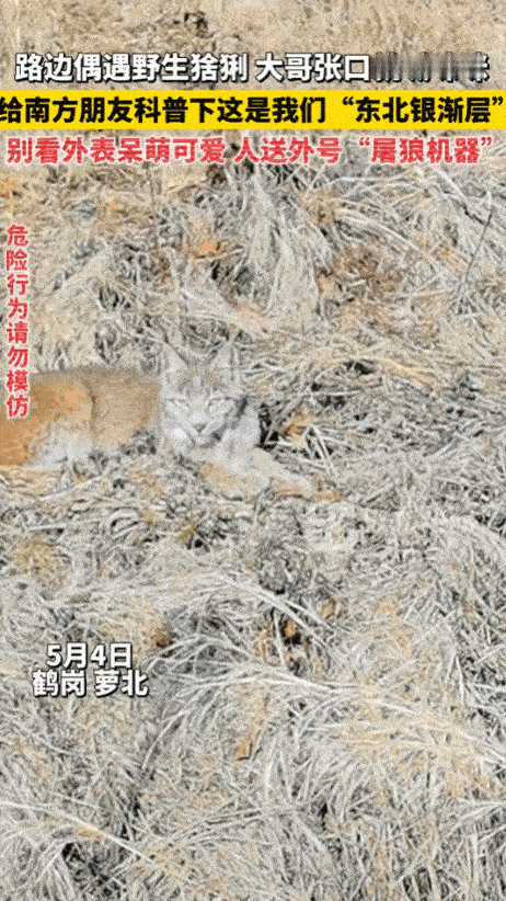 人不可貌相，兽不可看皮！5月4日，黑龙江鹤岗萝北路边，一幕罕见画面被路人当场拍下