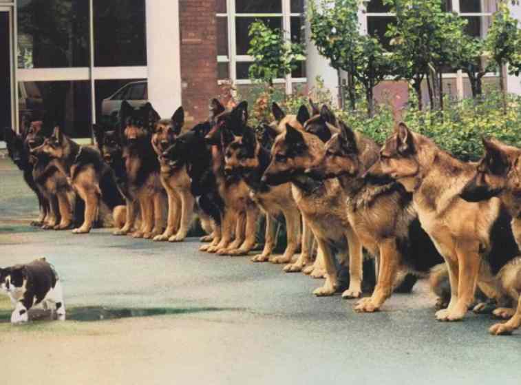 警犬的毕业考试：在猫猫面前保持冷静
