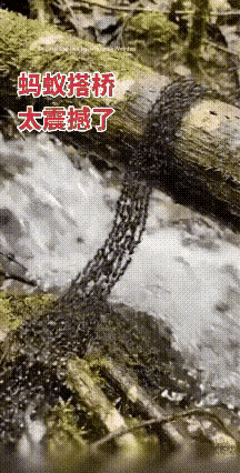 蚂蚁搭桥，太震撼了……