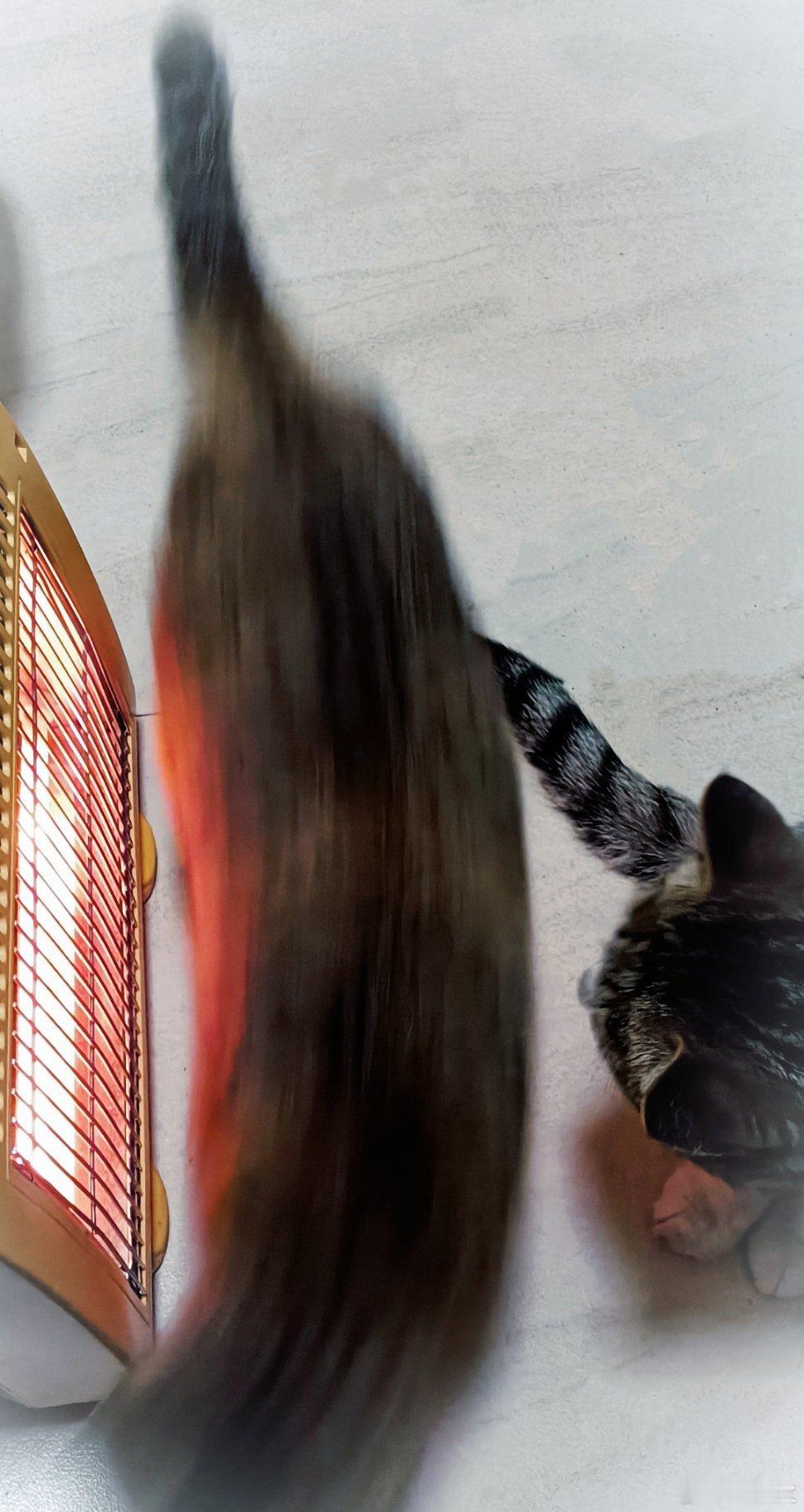 小猫能一直烤火吗？从阳台进来一只狸花，蹲在我没开的取暖器前，我反应过来它想烤火，