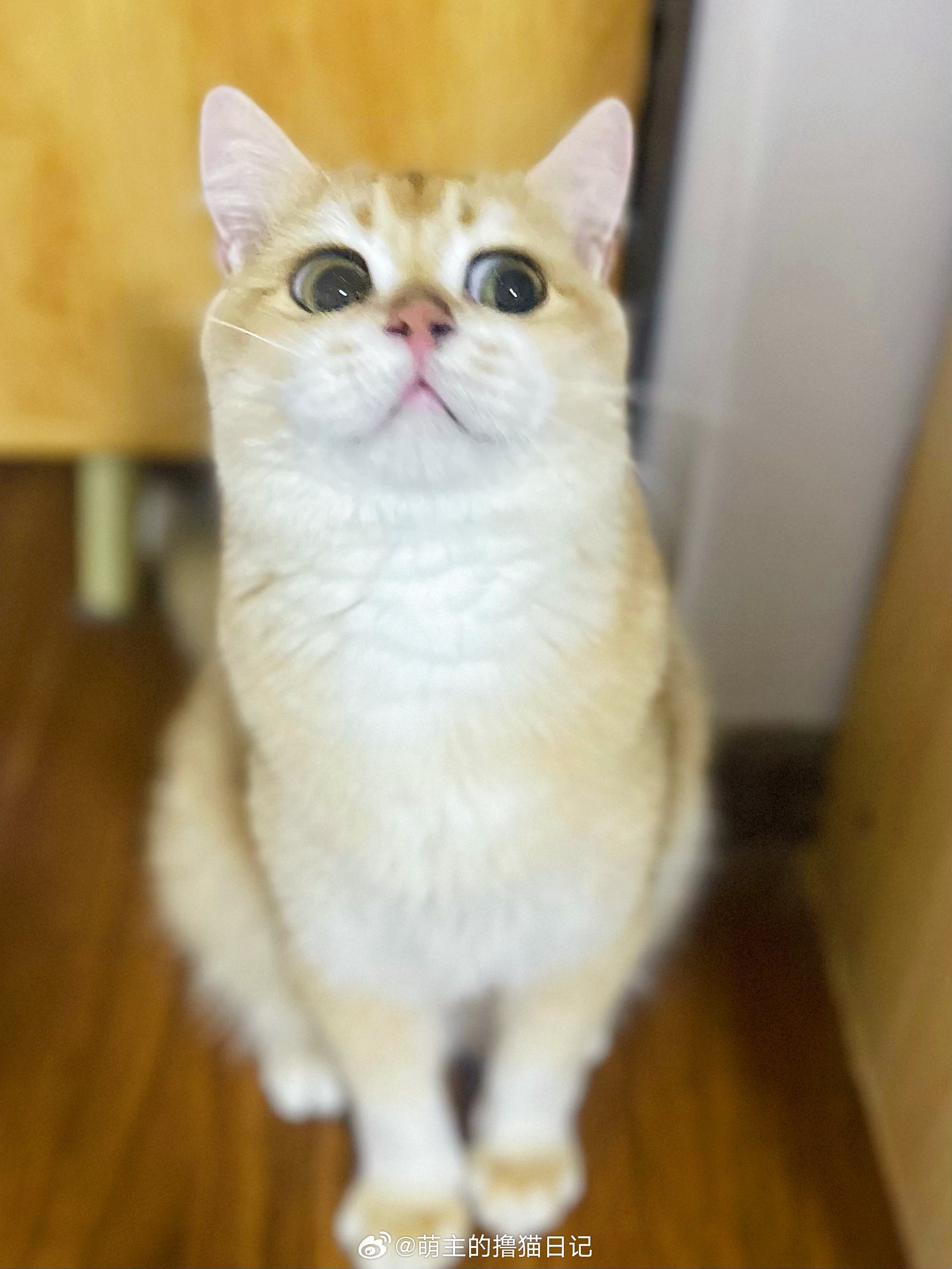 这只小猫咪白长那么长聪明毛了～日常吸猫