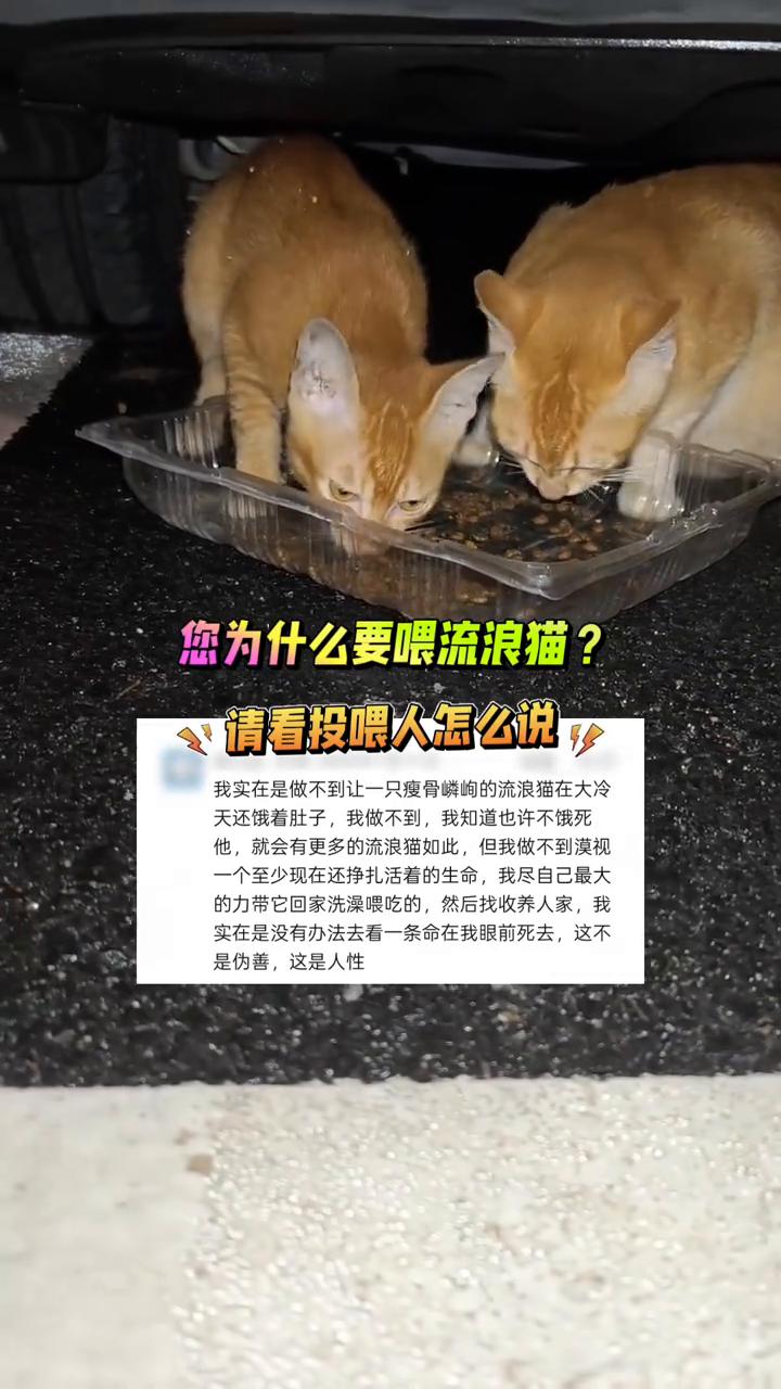 您为什么要喂流浪猫？请看投喂人怎么说。我实在是做不到让一只瘦骨嶙峋的流浪猫在大