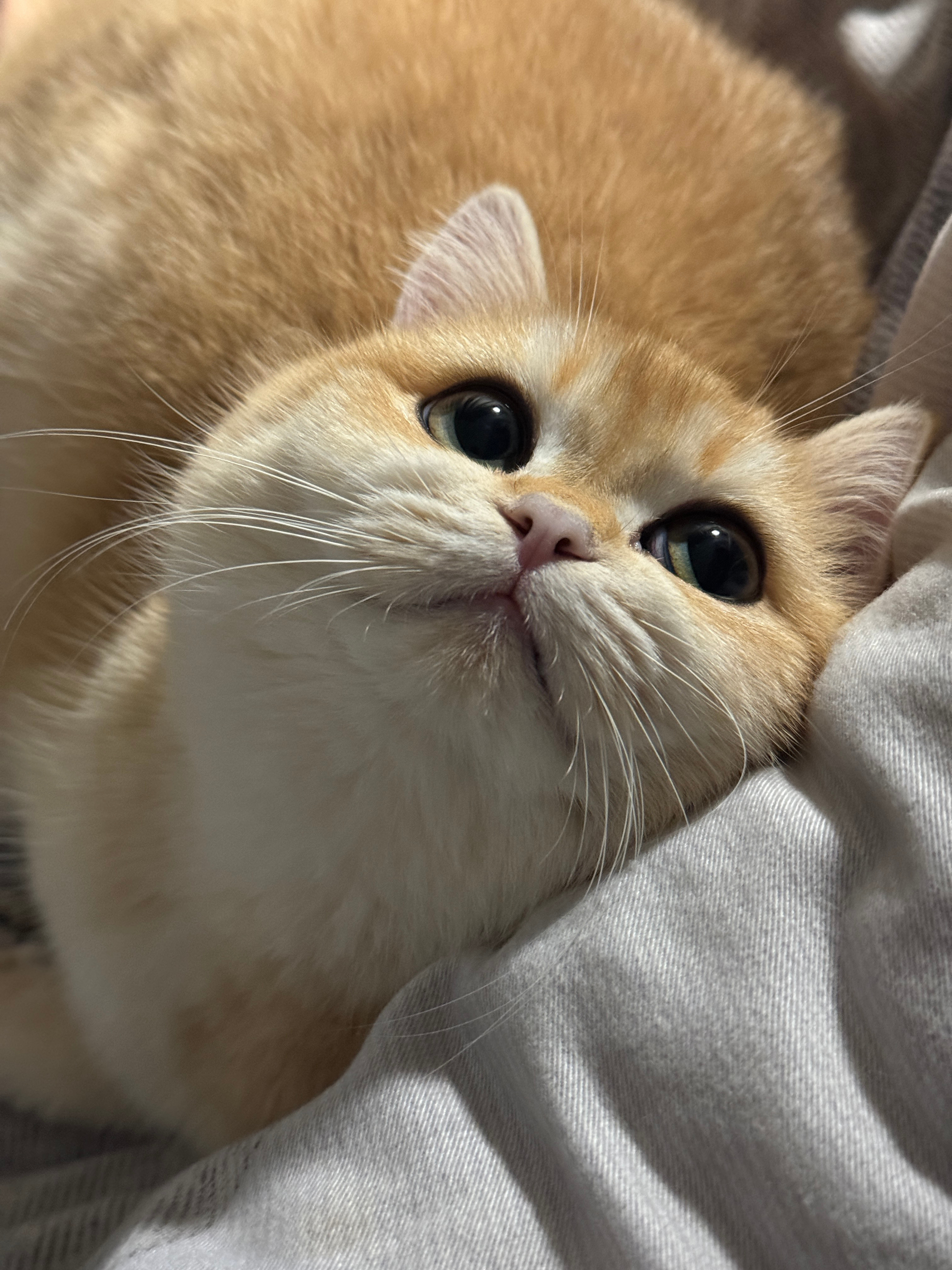 鸡胸肉牛肉罗氏虾周末起来给它俩做猫饭家里的猫主子吃得比我都好^_^