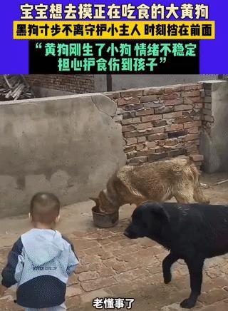 狗保镖！黑龙江，1岁宝宝想去摸正在吃食的大黄狗，可黄狗刚生了狗崽，情绪很不稳定。