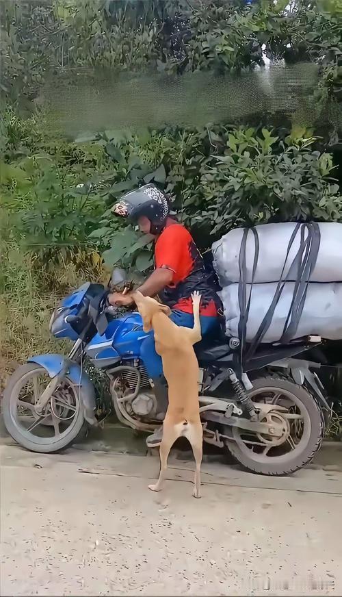 大叔工地的活全部做完，把铺盖捆在摩托车后座，打算骑车上路回老家。刚跨上车身边喂养