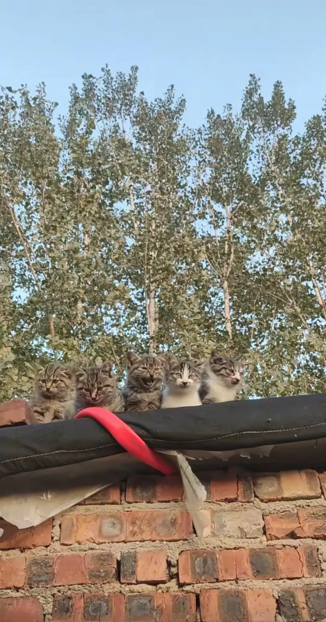 这是好心人晒他喂养的几只小猫咪，饿了就都回来要吃的，猫咪们遇到好人了！