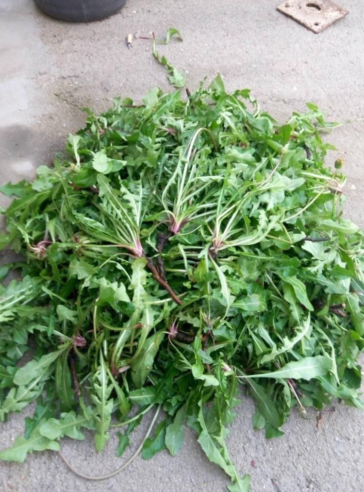 中药故事汇，今天讲蒲公英的故事。隋末唐初，太行山下的村落突发瘟疫，村民们纷