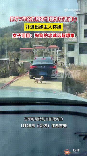 泪目了！江西吉安一名女子结婚当天，当新娘坐车前往新郎家时，她养了七年的小狗，突然
