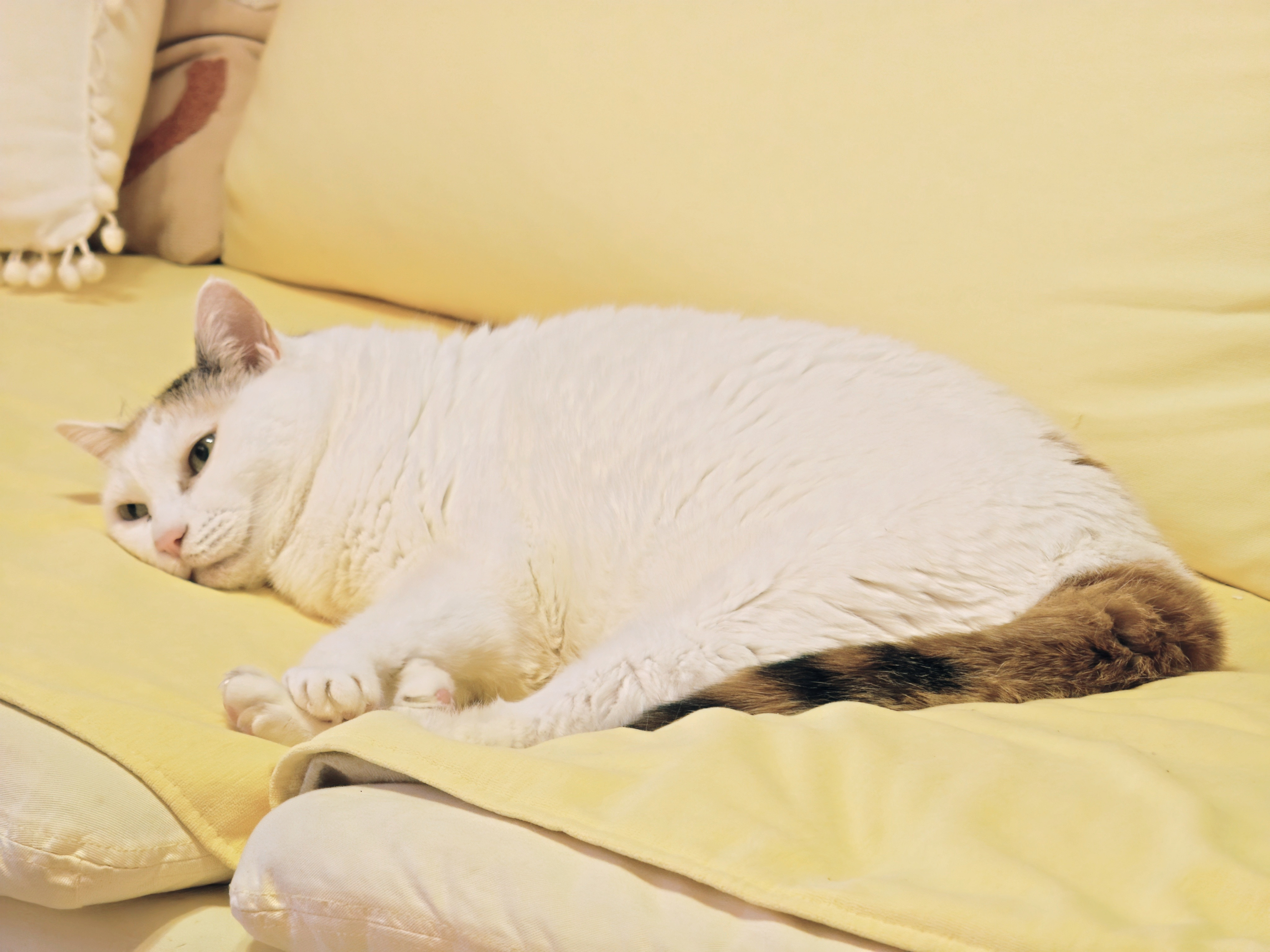 每天回家猫妹都belike：一只失去希望的咸猫👀两猫一狗🍄​​​