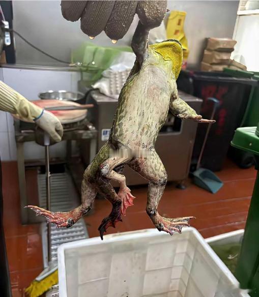 这就是现在不敢吃牛蛙的原因