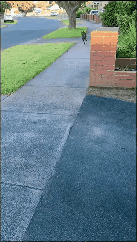 袋鼠妈妈把孩子丢了都不知道，太粗心了。