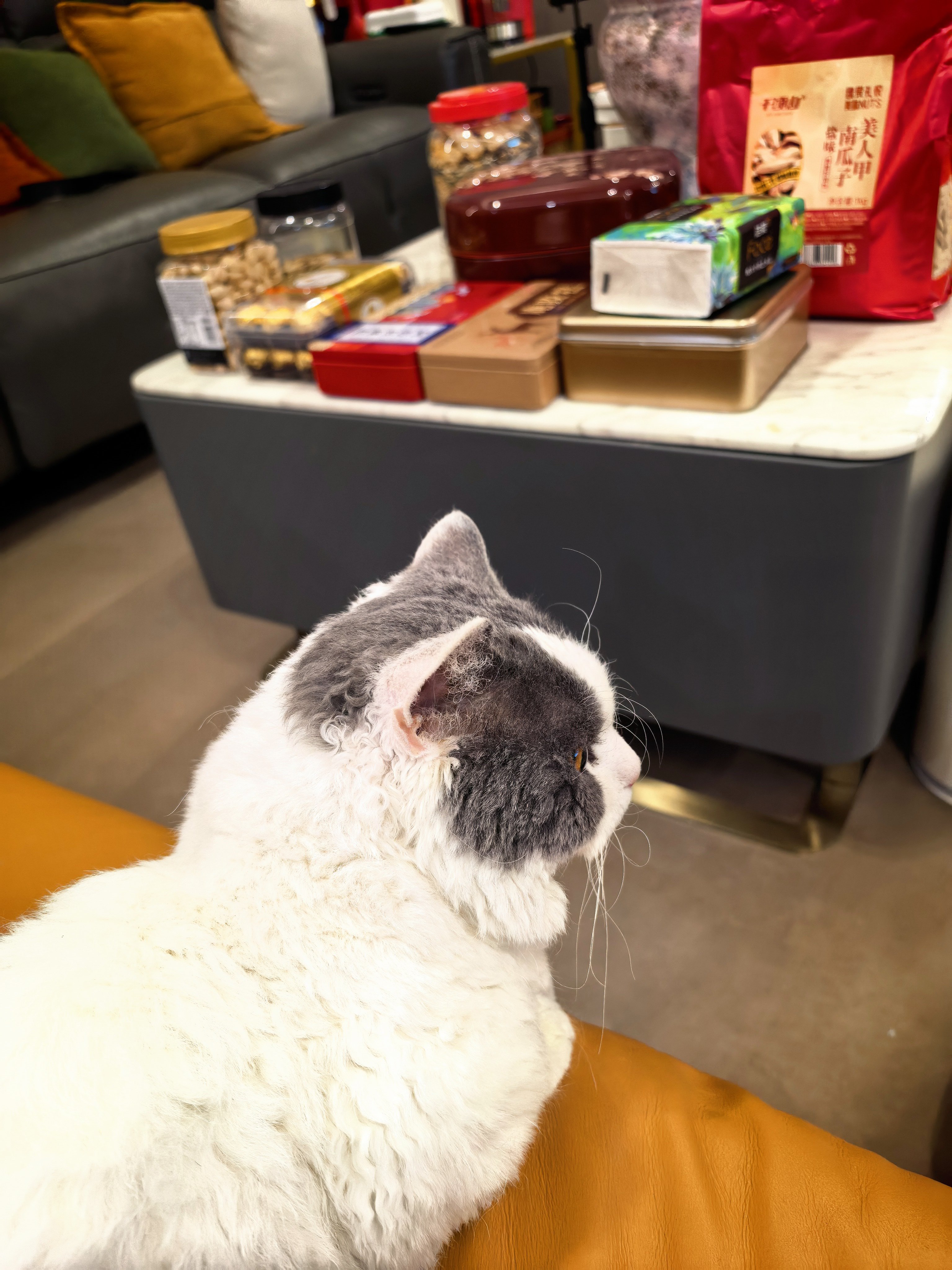 认真看春晚的富贵儿