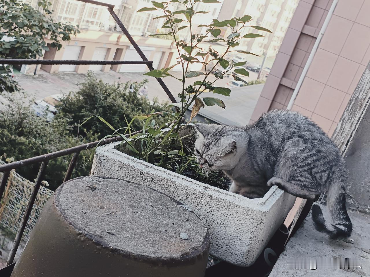 家里养的银渐层突然在外面开始吃草了。这是什么情况？猫吃草好像没见过呀！不是有什么