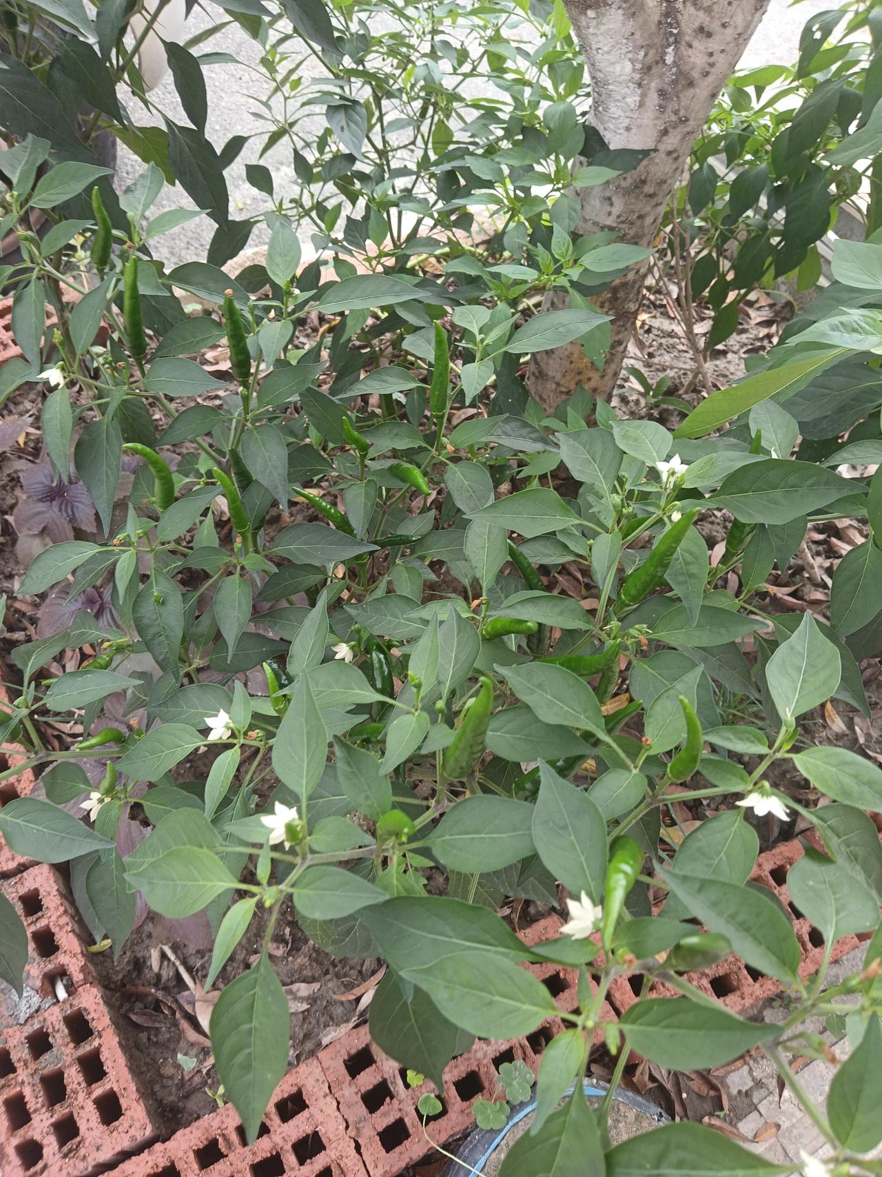 绿意盎然的辣椒植株，生机勃勃，自然生长。