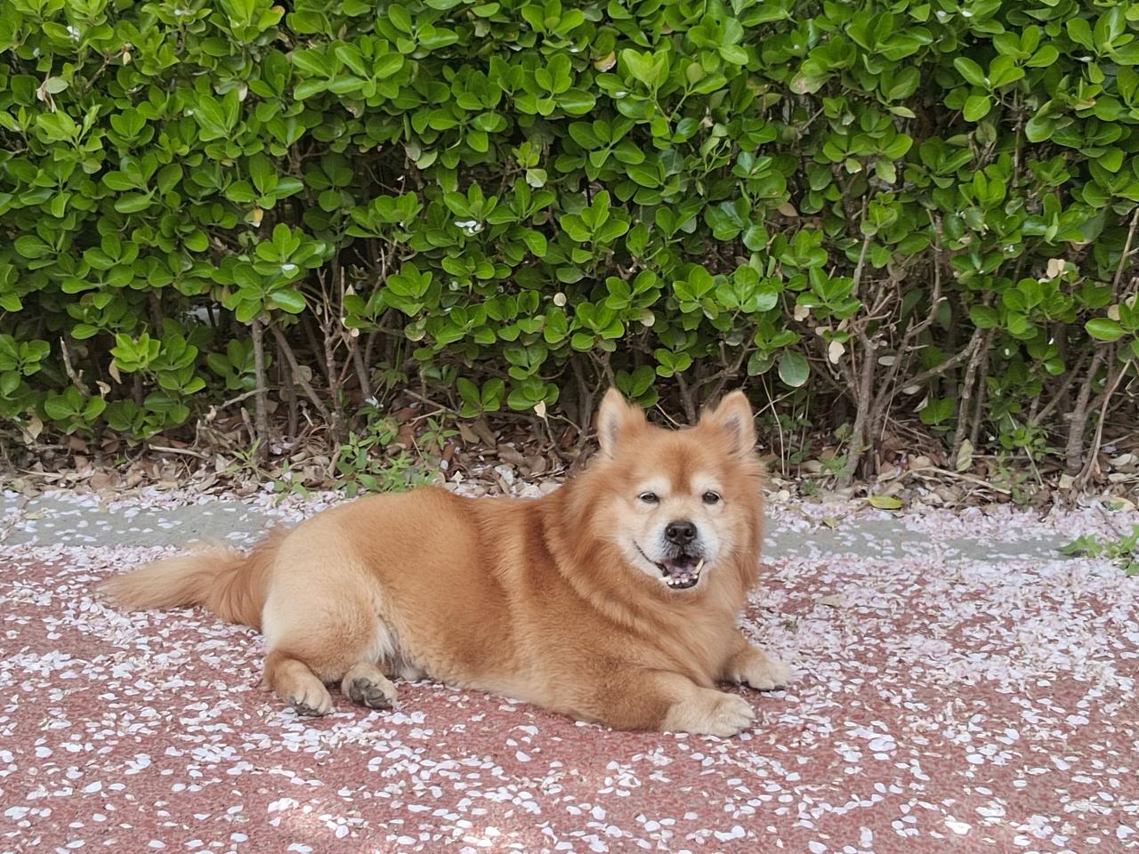 随手拍一张山野花