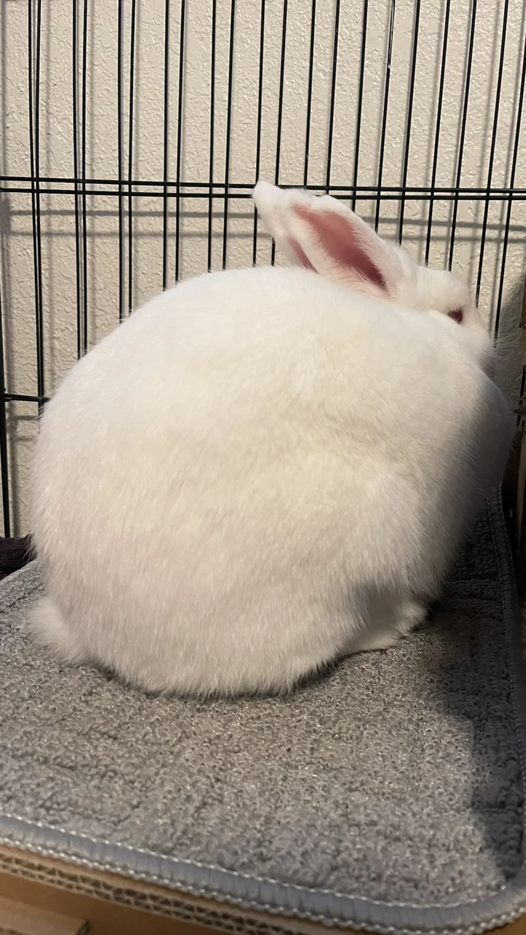 毛绒绒🐰